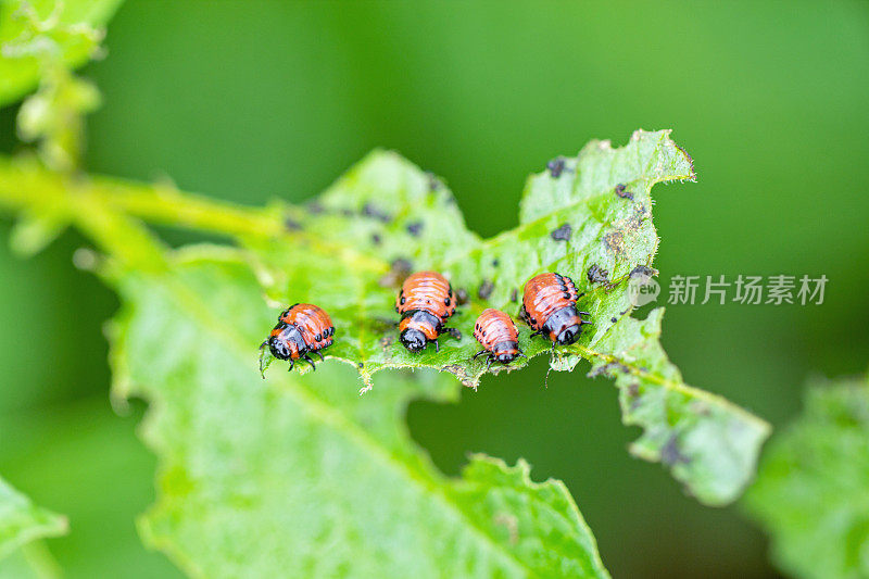 科罗拉多马铃薯甲虫幼虫(Leptinotarsa decemlineata)